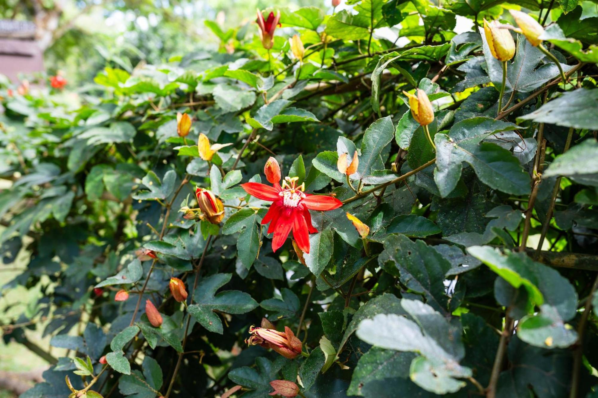 Hospedaje La Naciente Turrialba Exterior photo